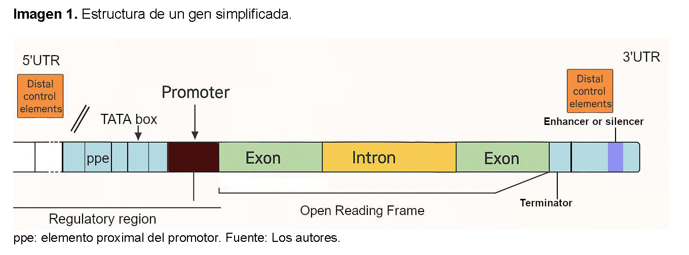 estructura de un gen